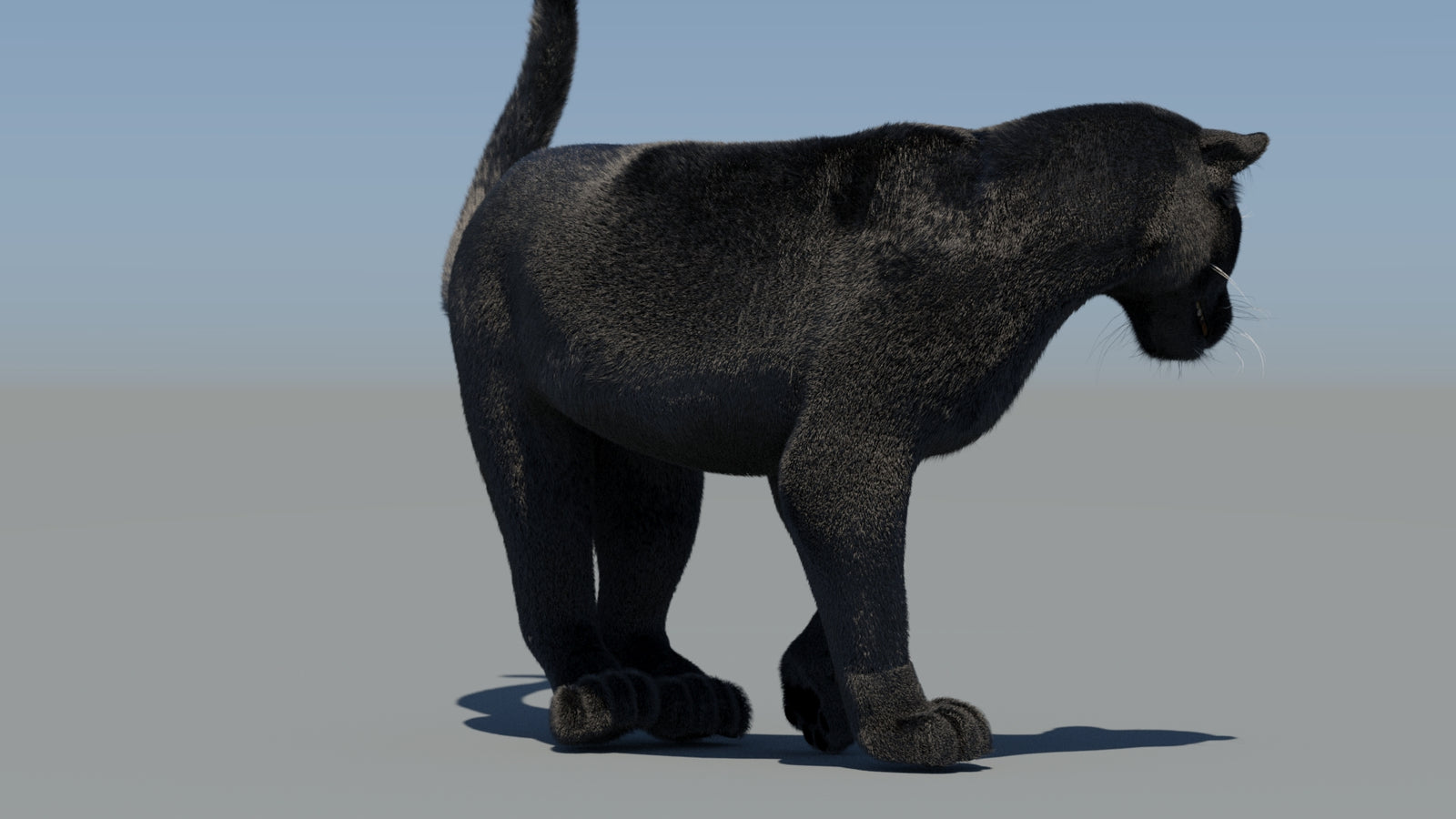 Animated Black Panther 3D Model Fur 360° view 6 frame 50