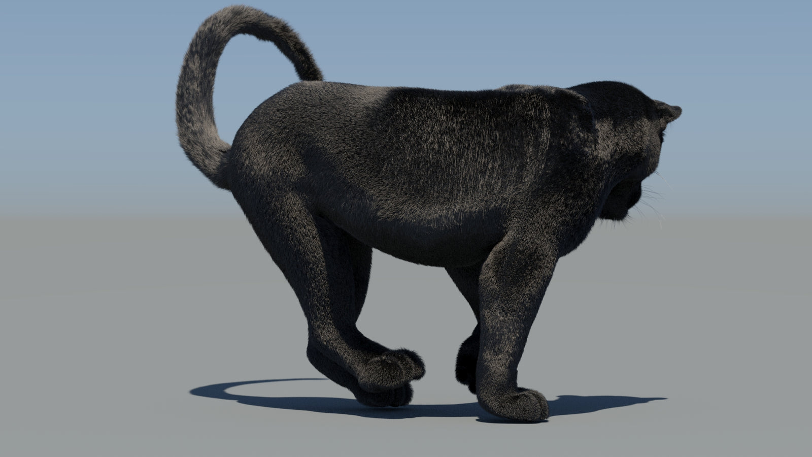 Animated Black Panther 3D Model Fur 360° view 6 frame 54