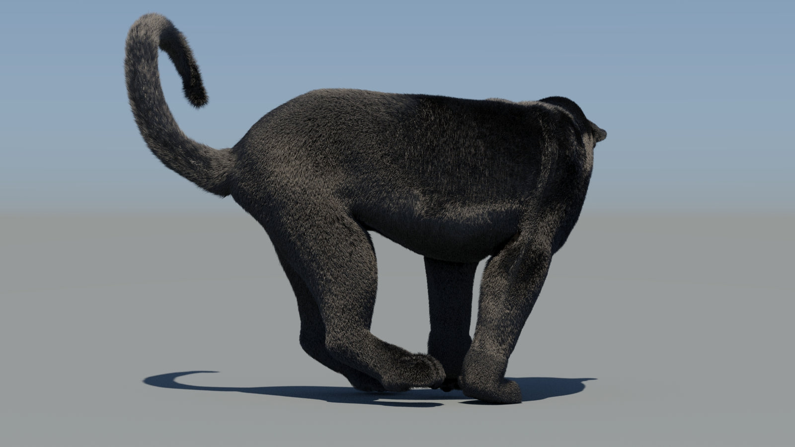 Animated Black Panther 3D Model Fur 360° view 6 frame 58