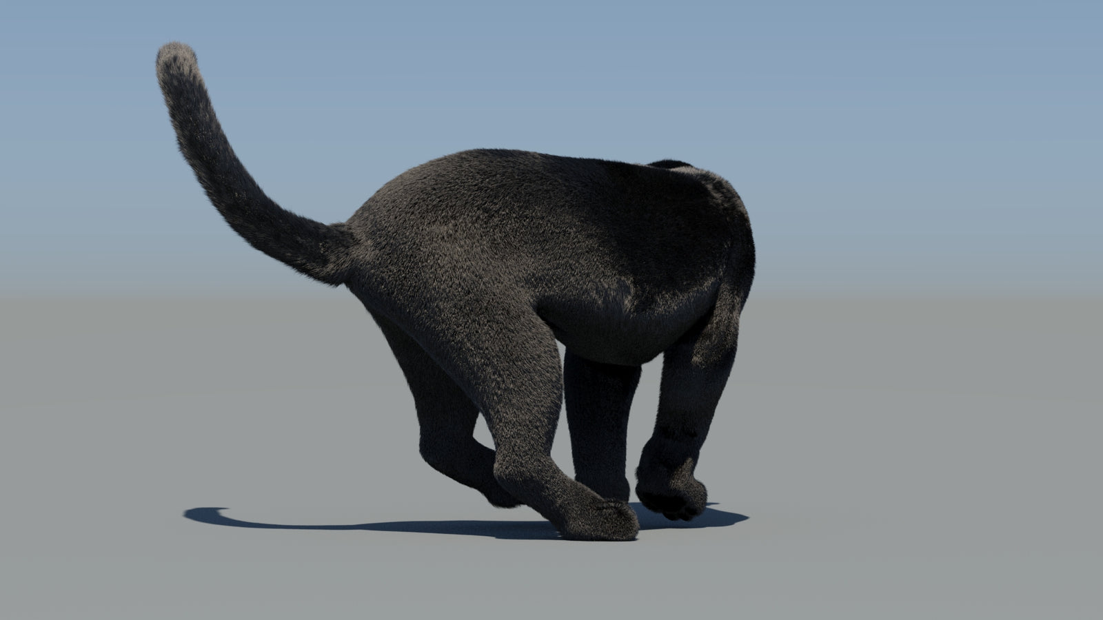 Animated Black Panther 3D Model Fur 360° view 6 frame 62
