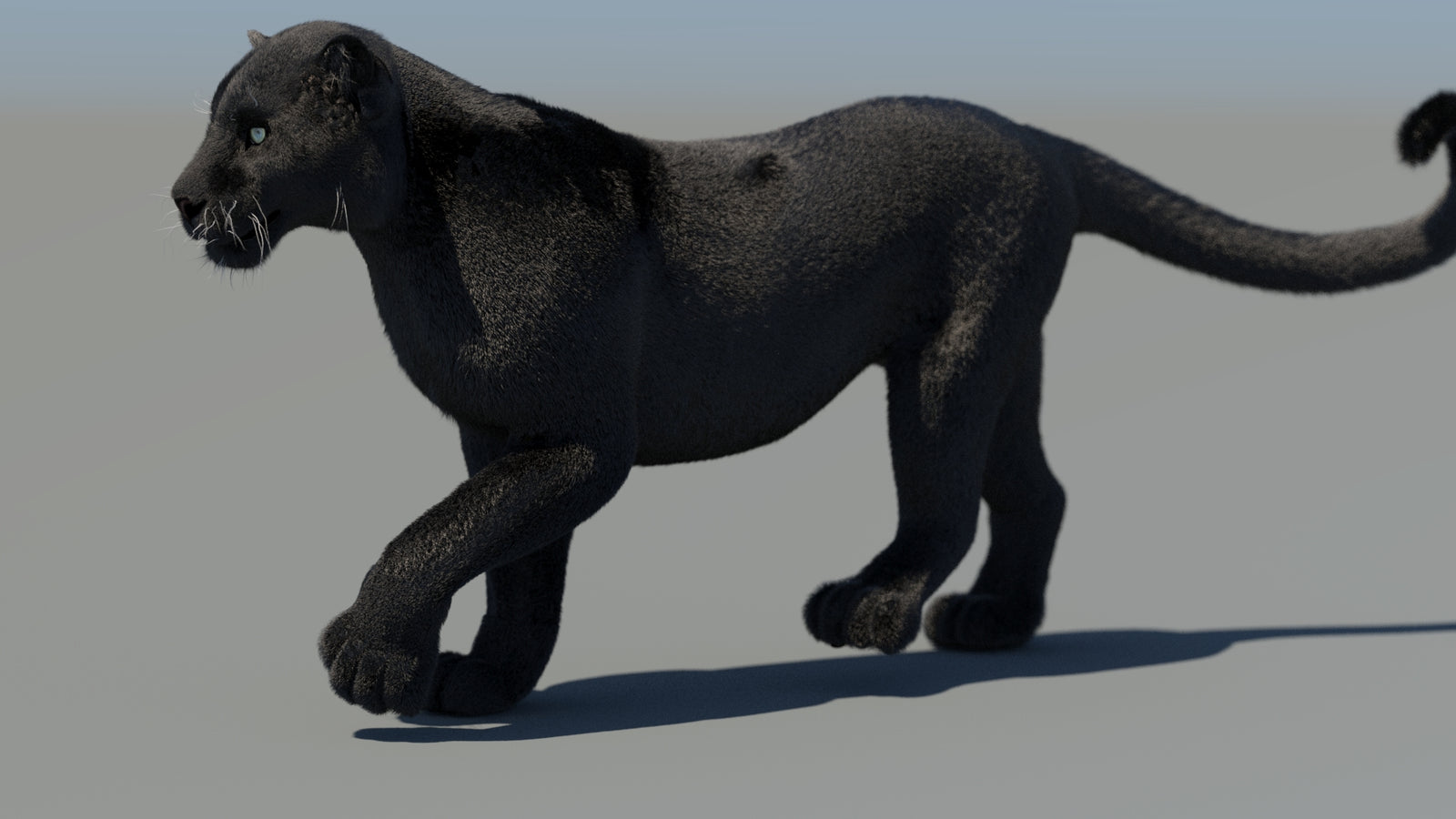 Animated Black Panther 3D Model Fur 360° view 4 frame 16