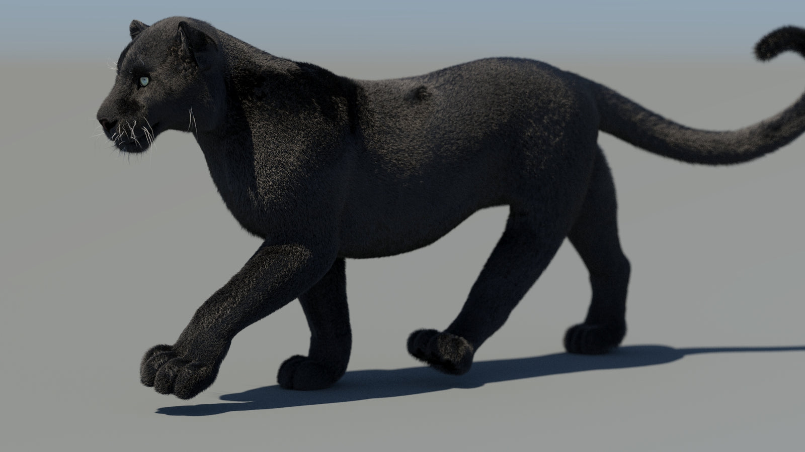 Animated Black Panther 3D Model Fur 360° view 4 frame 20