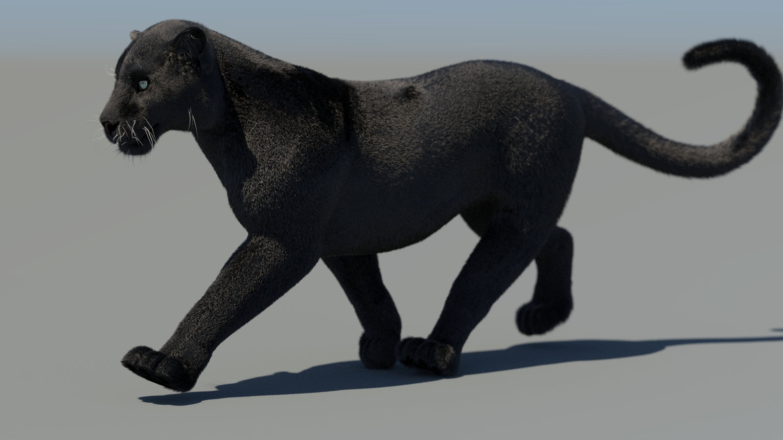 Animated Black Panther 3D Model Fur 360° view 4 frame 25