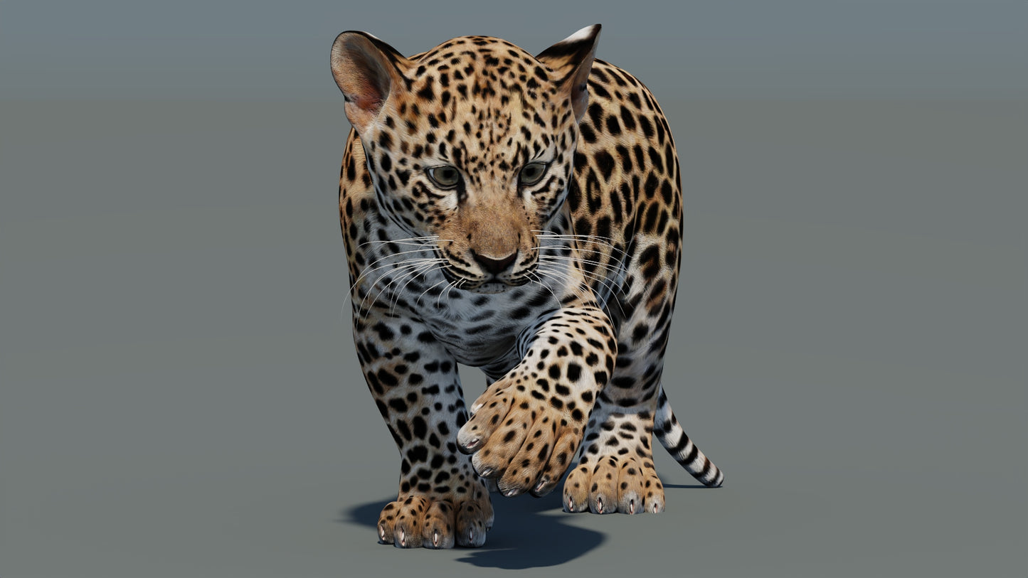 Rigged Leopard Cub 3D Model