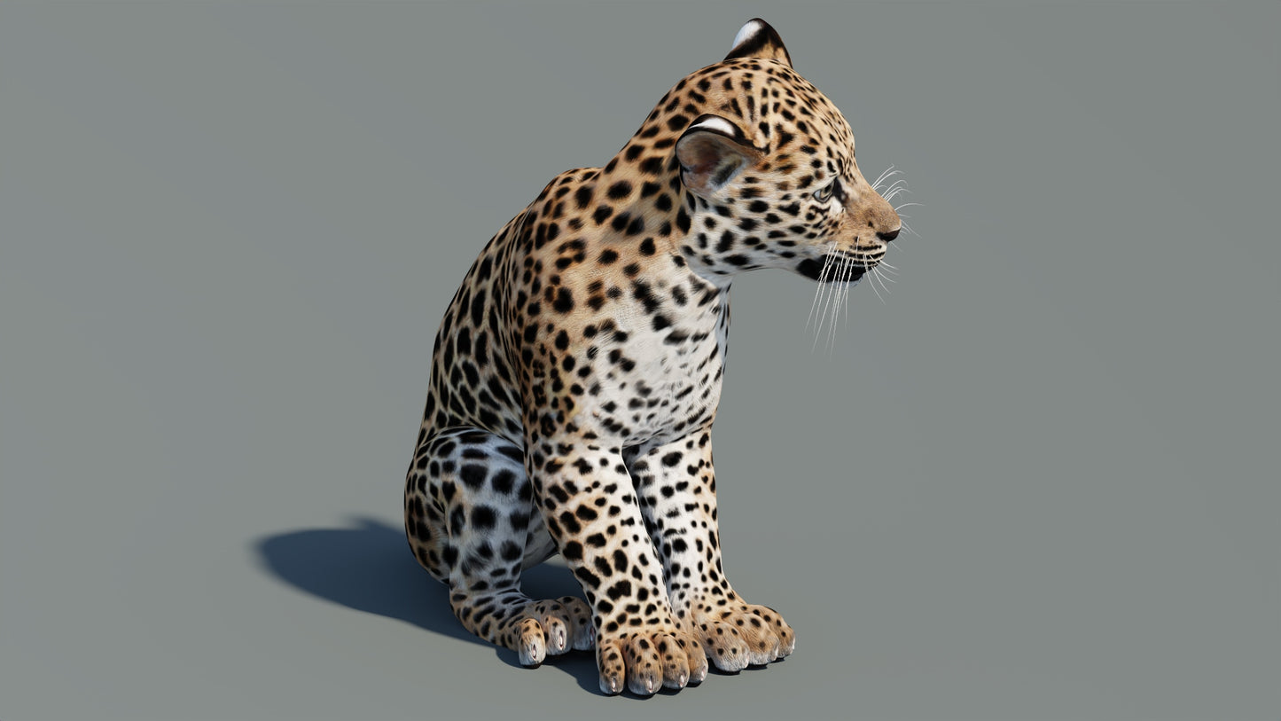 Rigged Leopard Cub 3D Model