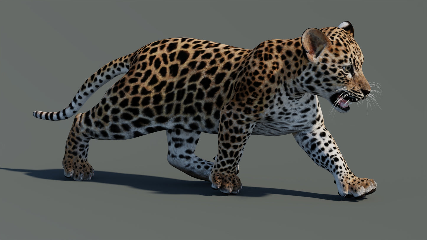 Rigged Leopard Cub 3D Model