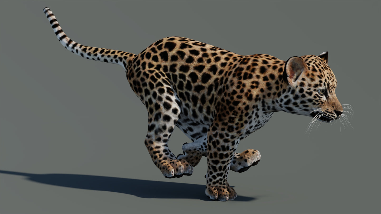 Rigged Leopard Cub 3D Model