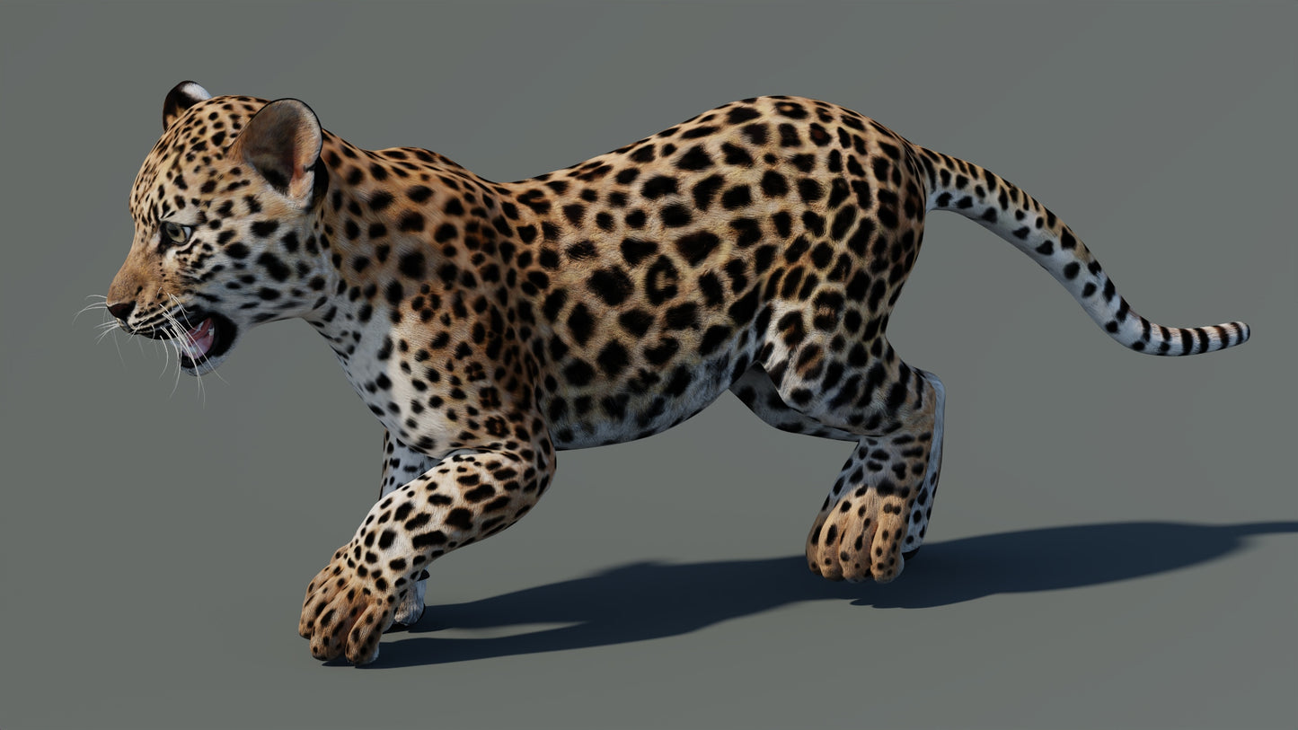 Rigged Leopard Cub 3D Model