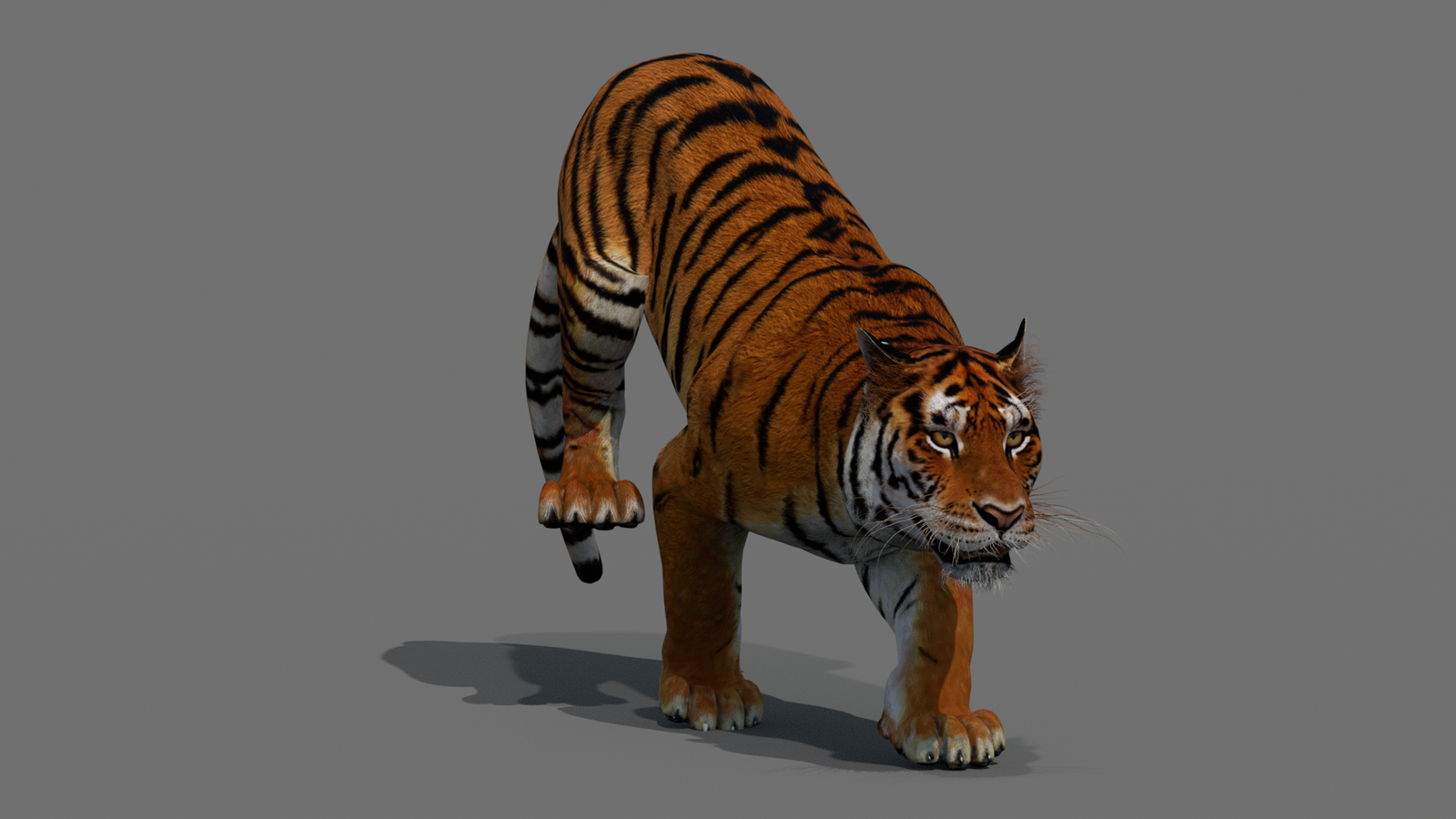 Tiger 3D Model Animated 360° view 4 frame 4