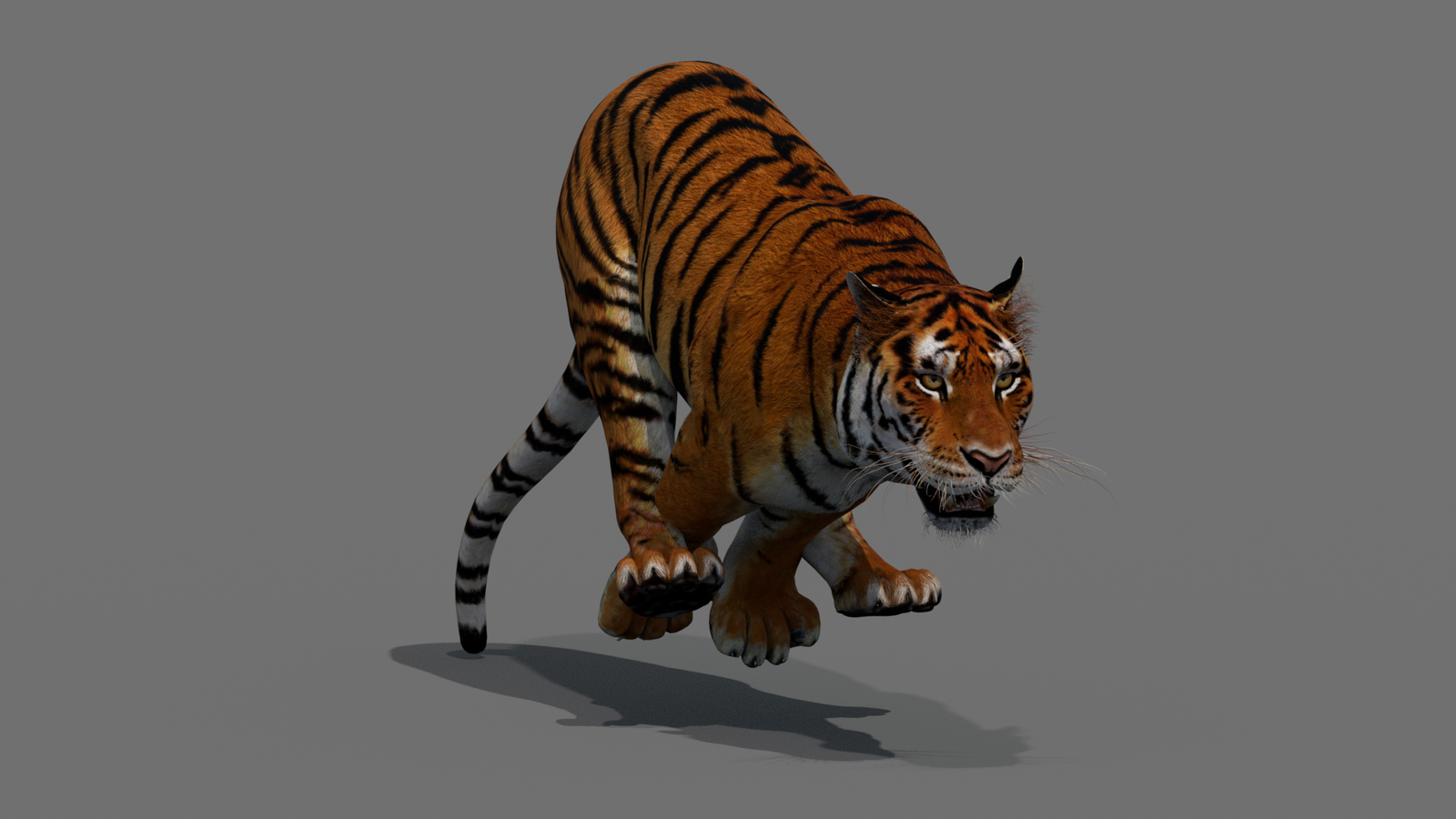 Tiger 3D Model Animated 360° view 4 frame 7