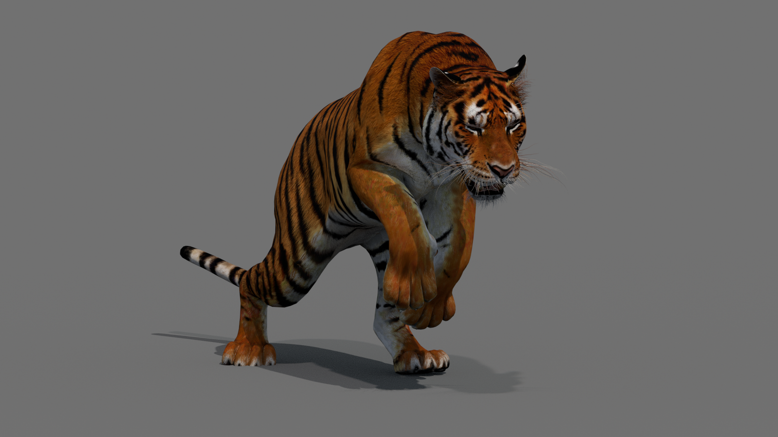 Tiger 3D Model Animated 360° view 4 frame 11