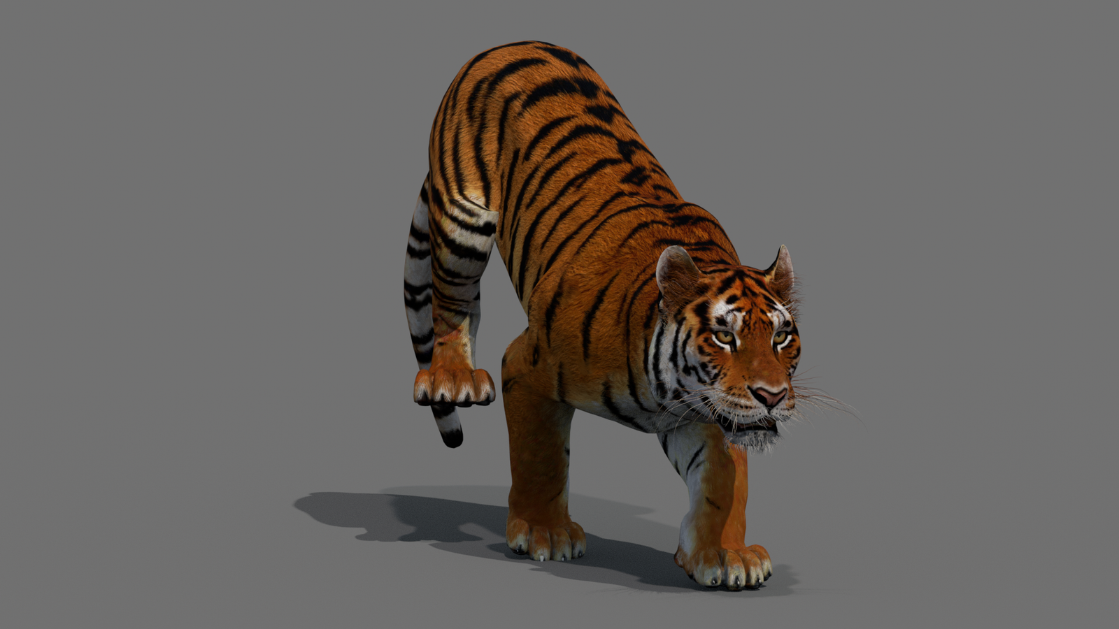 Tiger 3D Model Animated 360° view 4 frame 19