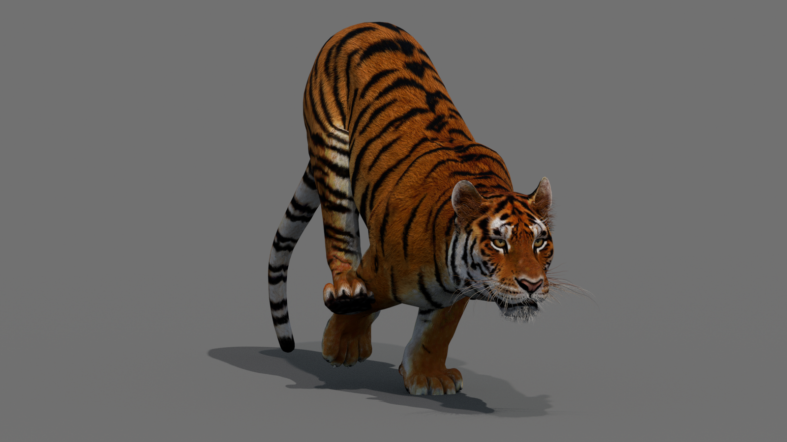Tiger 3D Model Animated 360° view 4 frame 21
