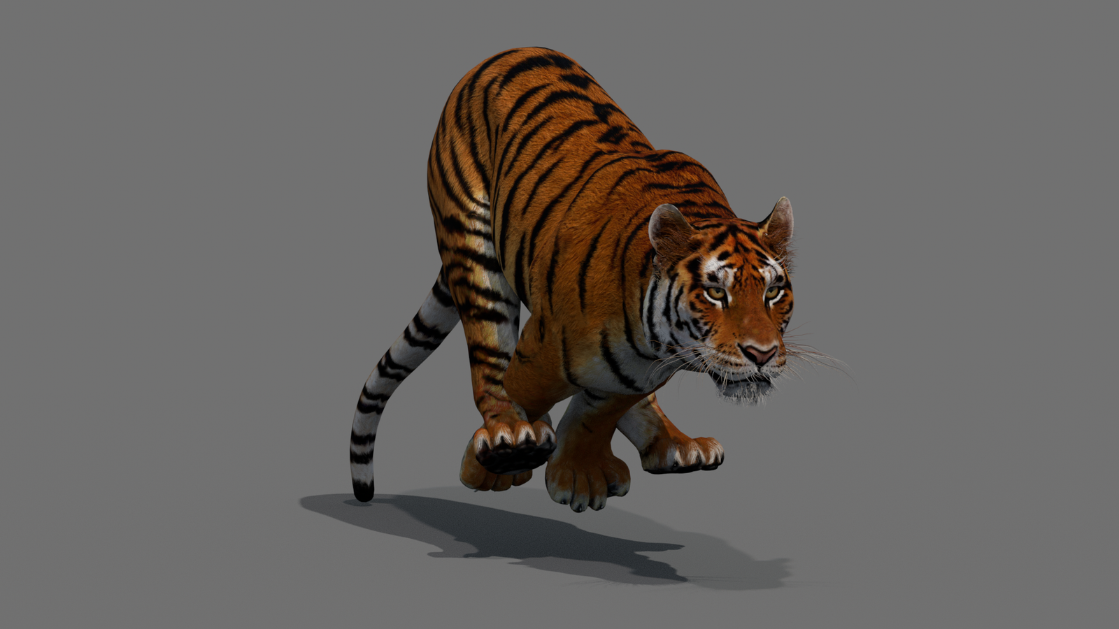 Tiger 3D Model Animated 360° view 4 frame 22