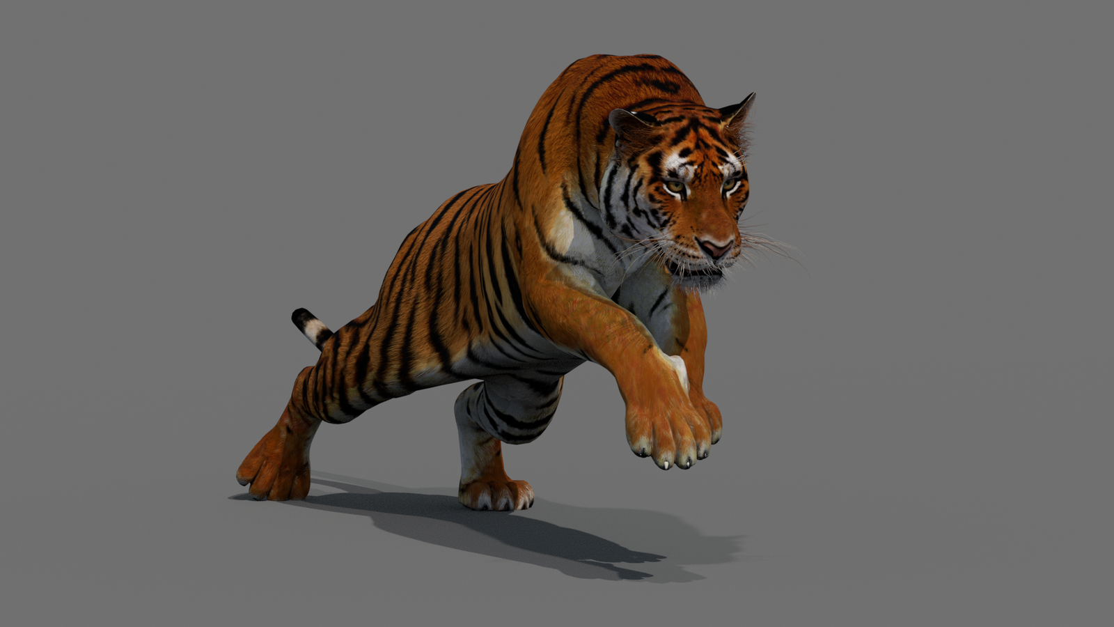 Tiger 3D Model Animated 360° view 4 frame 28