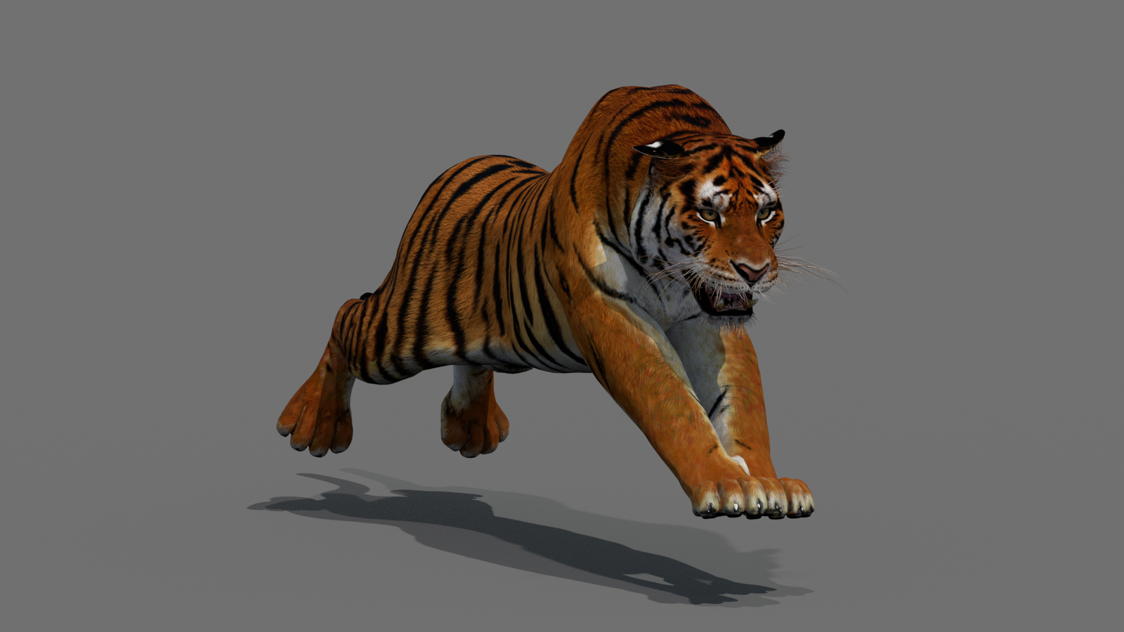 Tiger 3D Model Animated 360° view 4 frame 30