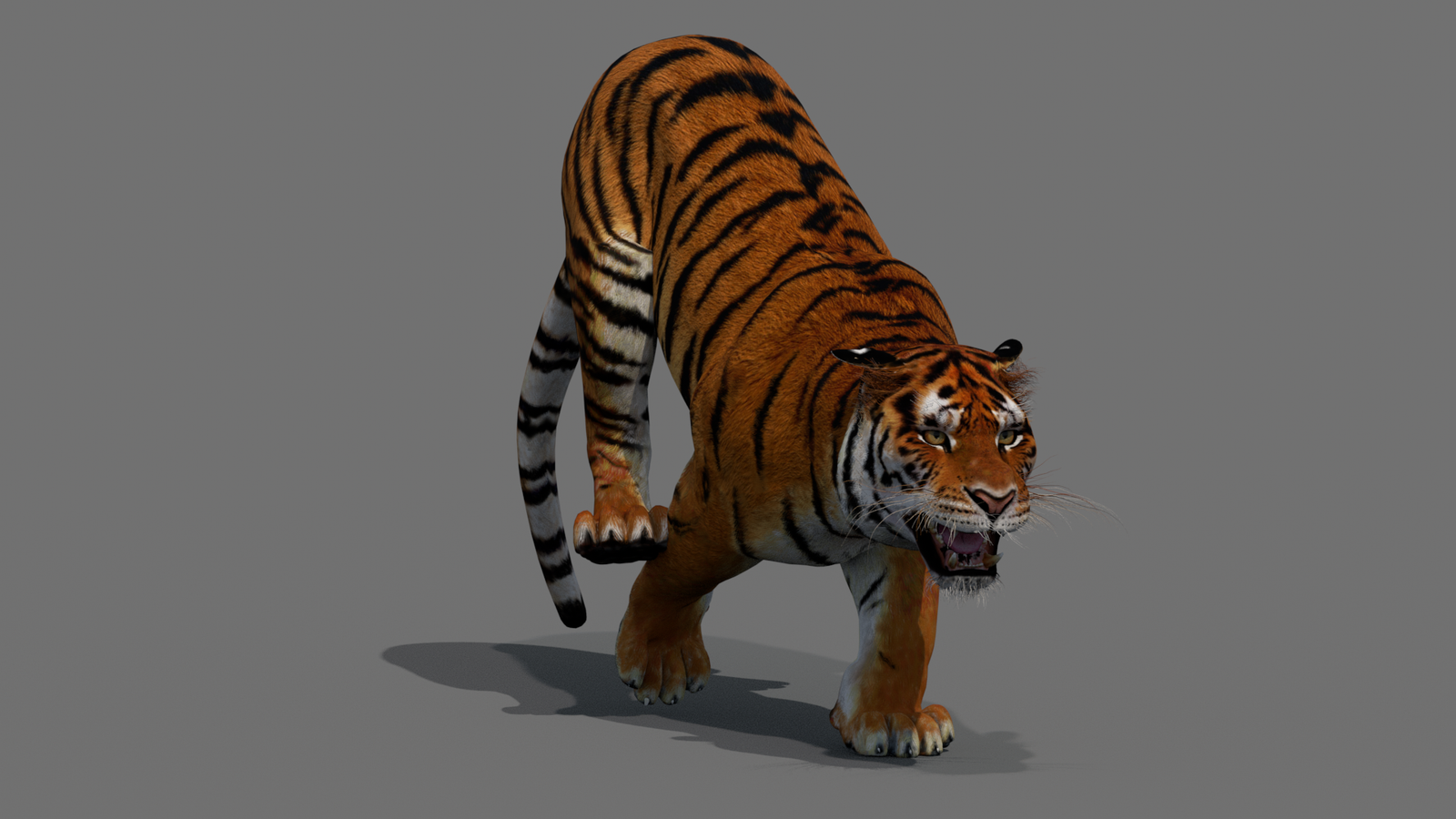Tiger 3D Model Animated 360° view 4 frame 35