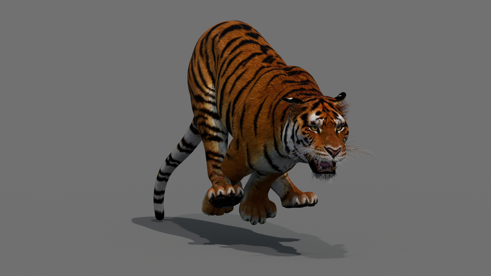 Tiger 3D Model Animated 360° view 4 frame 37