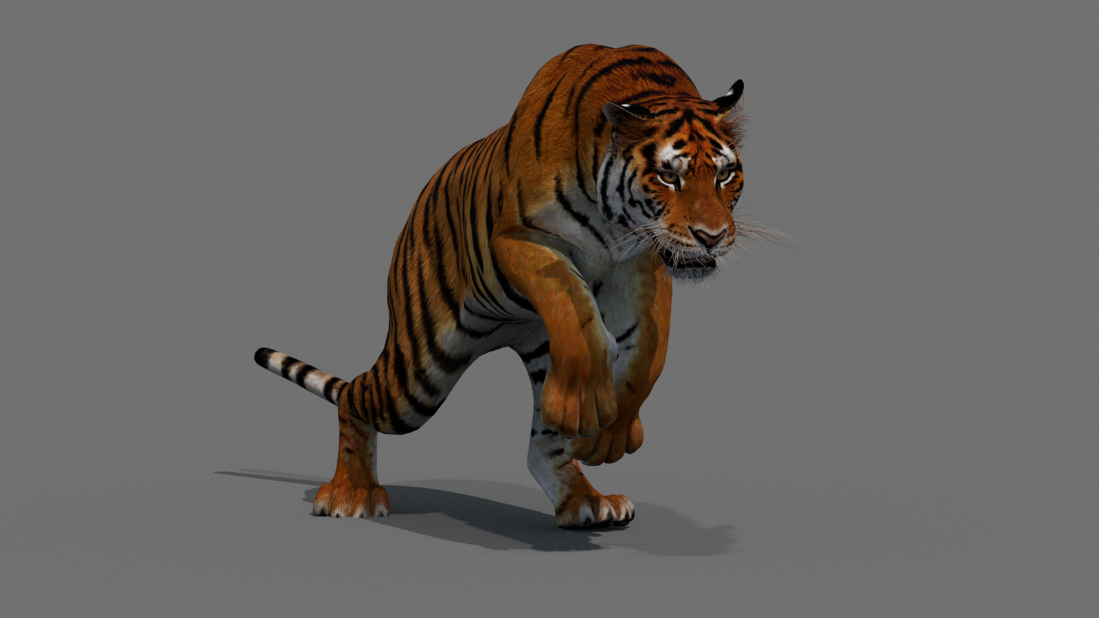Tiger 3D Model Animated 360° view 4 frame 41