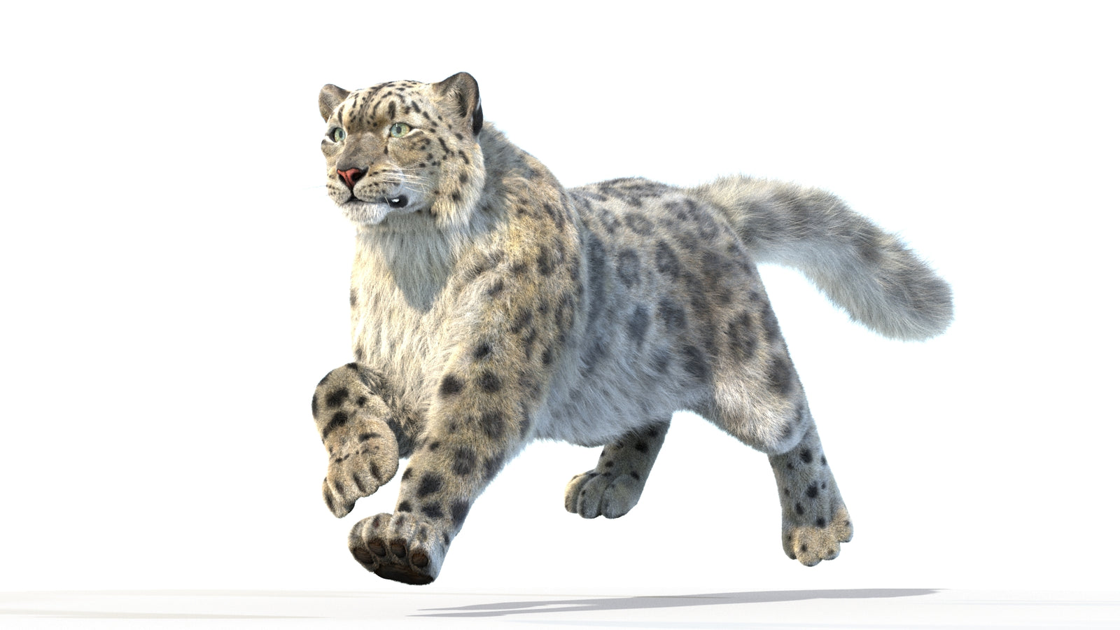 Animated Snow Leopard 3D Model Fur 360° view 3 frame 2