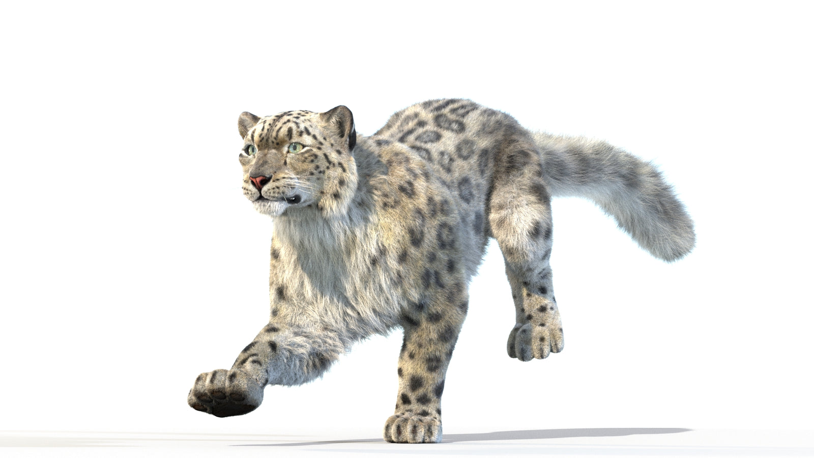 Animated Snow Leopard 3D Model Fur 360° view 3 frame 5