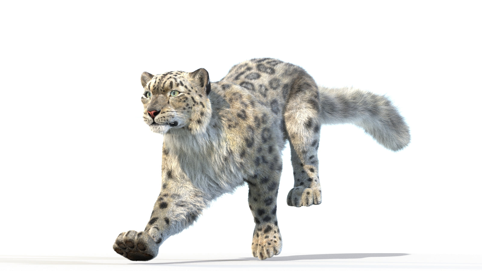 Animated Snow Leopard 3D Model Fur 360° view 3 frame 6