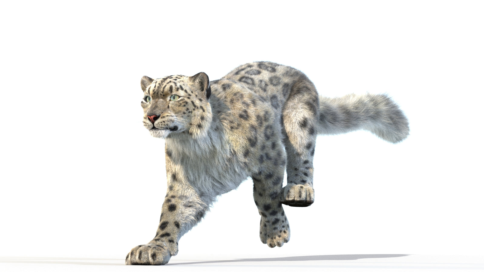 Animated Snow Leopard 3D Model Fur 360° view 3 frame 7