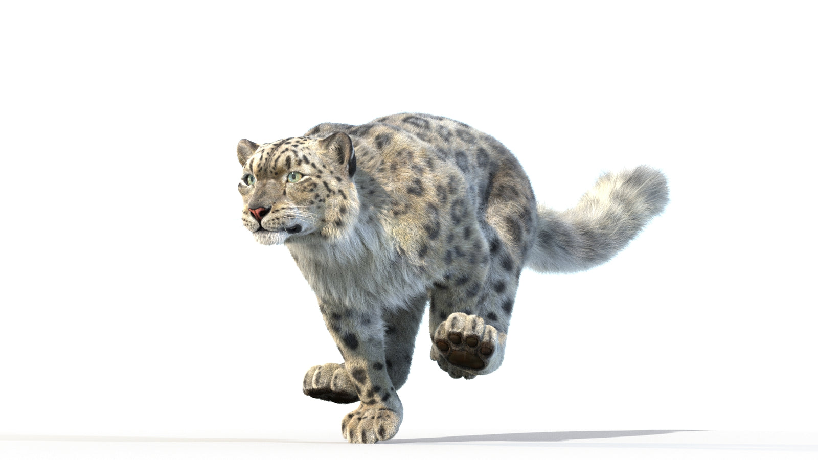 Animated Snow Leopard 3D Model Fur 360° view 3 frame 9