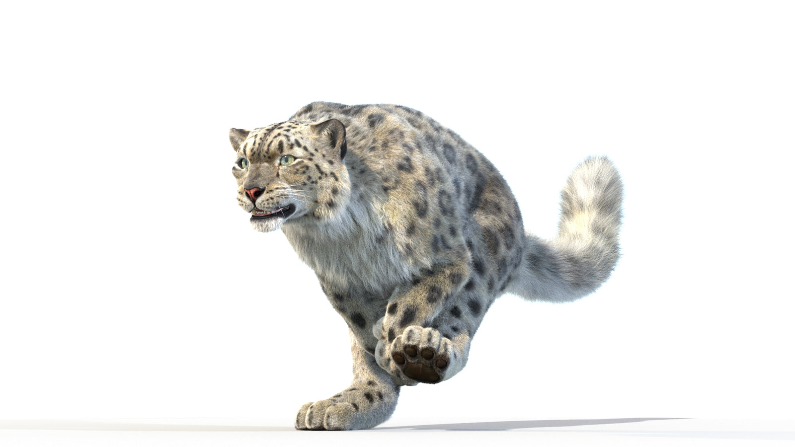 Animated Snow Leopard 3D Model Fur 360° view 3 frame 11