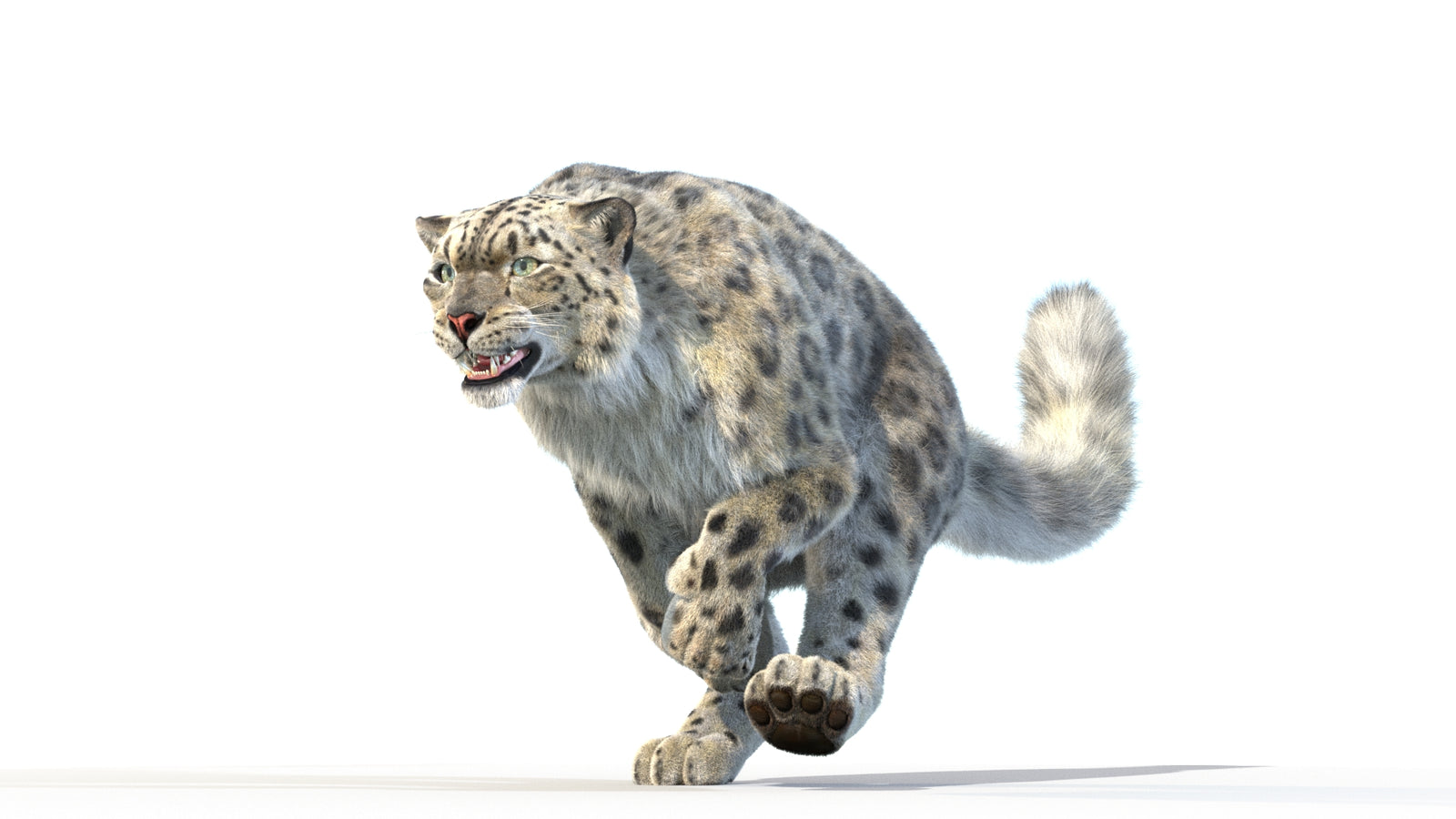 Animated Snow Leopard 3D Model Fur 360° view 3 frame 12