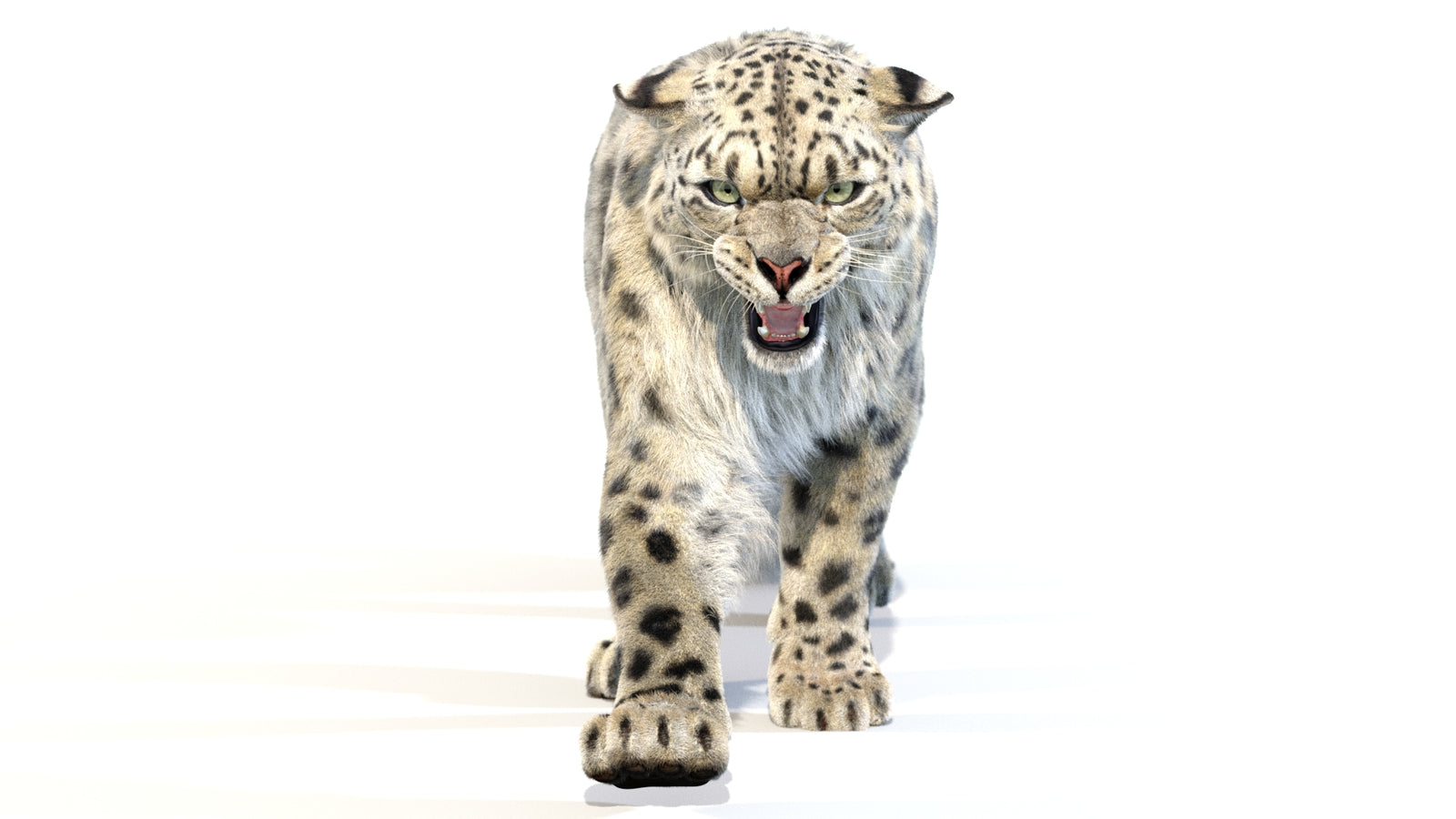 Animated Snow Leopard 3D Model Fur 360° view 2 frame 24