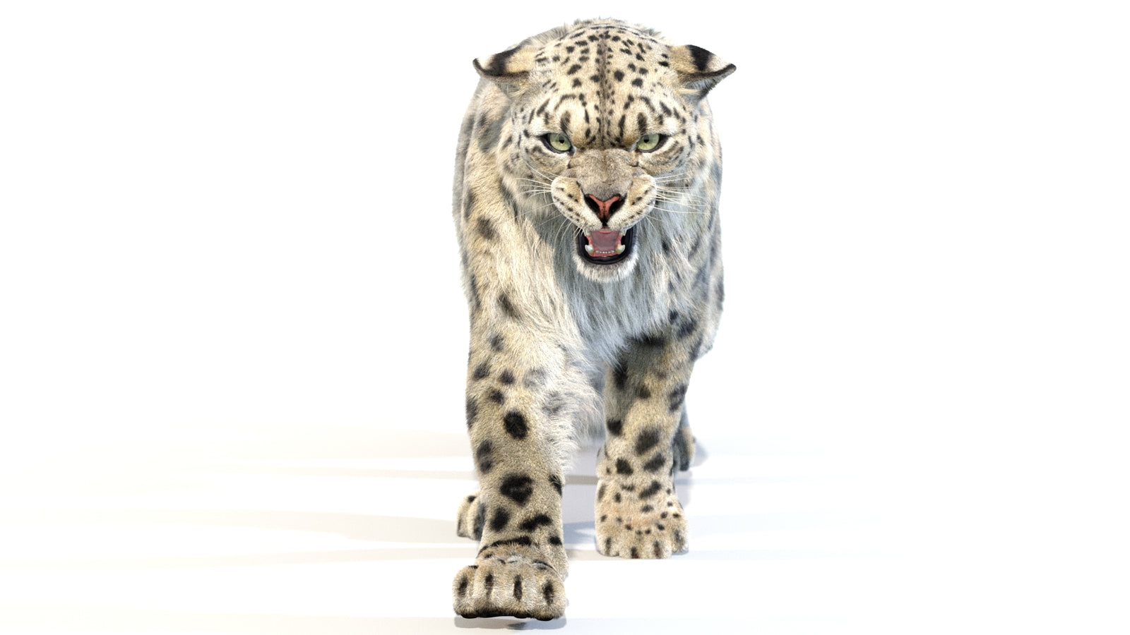 Animated Snow Leopard 3D Model Fur 360° view 2 frame 26