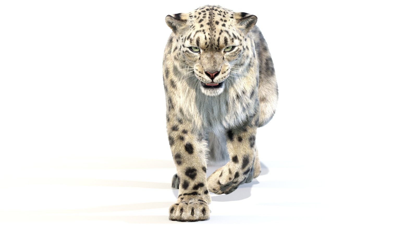 Animated Snow Leopard 3D Model Fur 360° view 2 frame 35