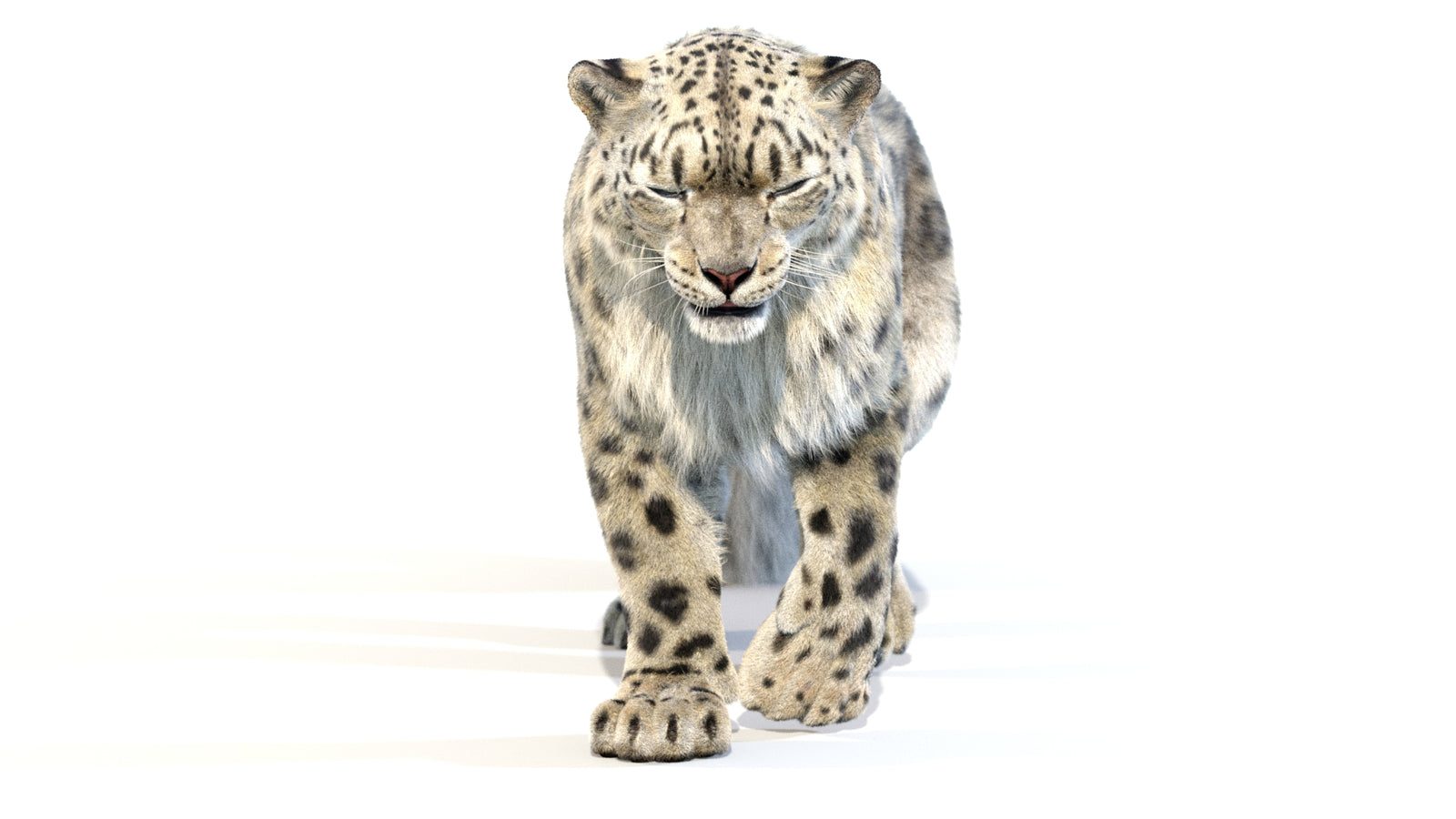 Animated Snow Leopard 3D Model Fur 360° view 2 frame 38