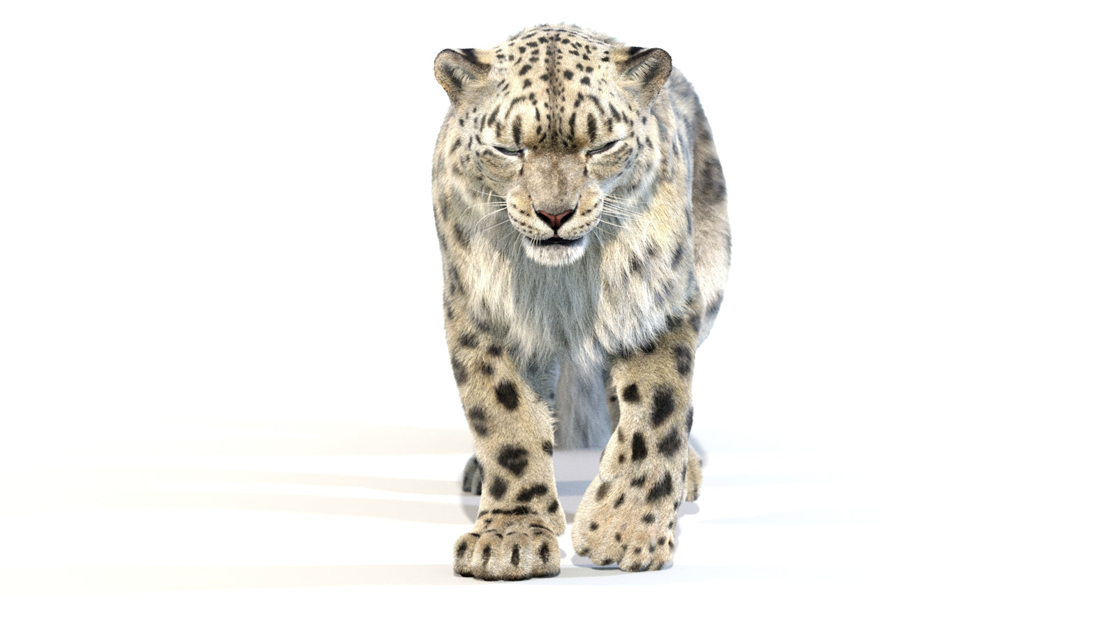 Animated Snow Leopard 3D Model Fur 360° view 2 frame 39