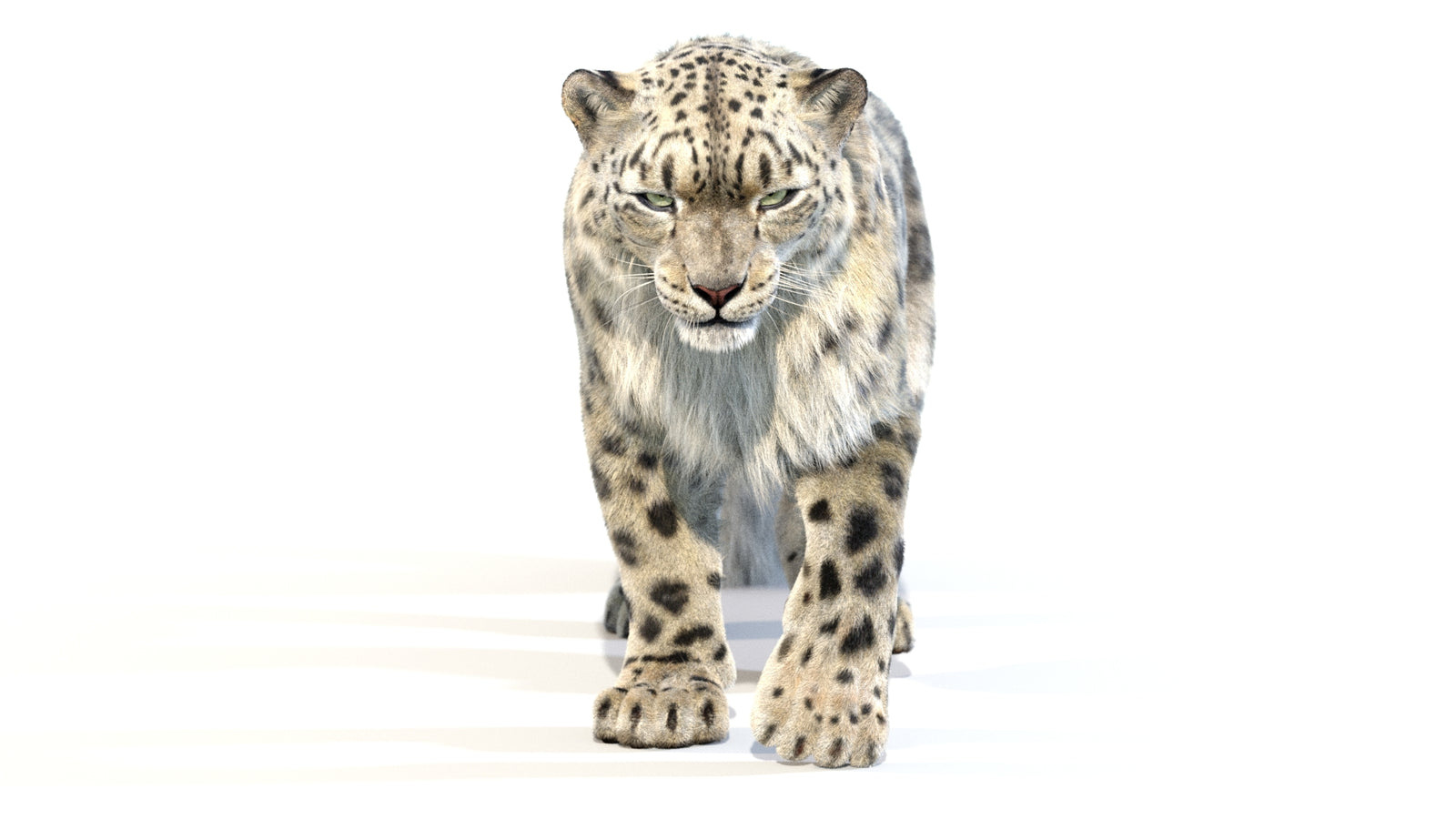 Animated Snow Leopard 3D Model Fur 360° view 2 frame 41