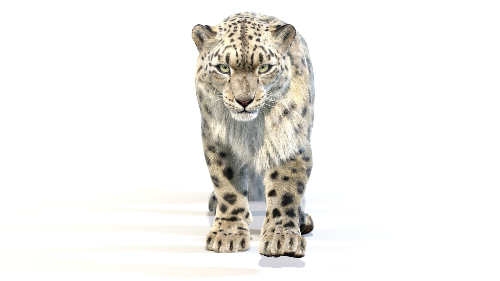 Animated Snow Leopard 3D Model Fur 360° view 2 frame 44