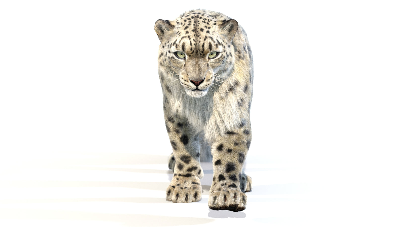 Animated Snow Leopard 3D Model Fur 360° view 2 frame 45
