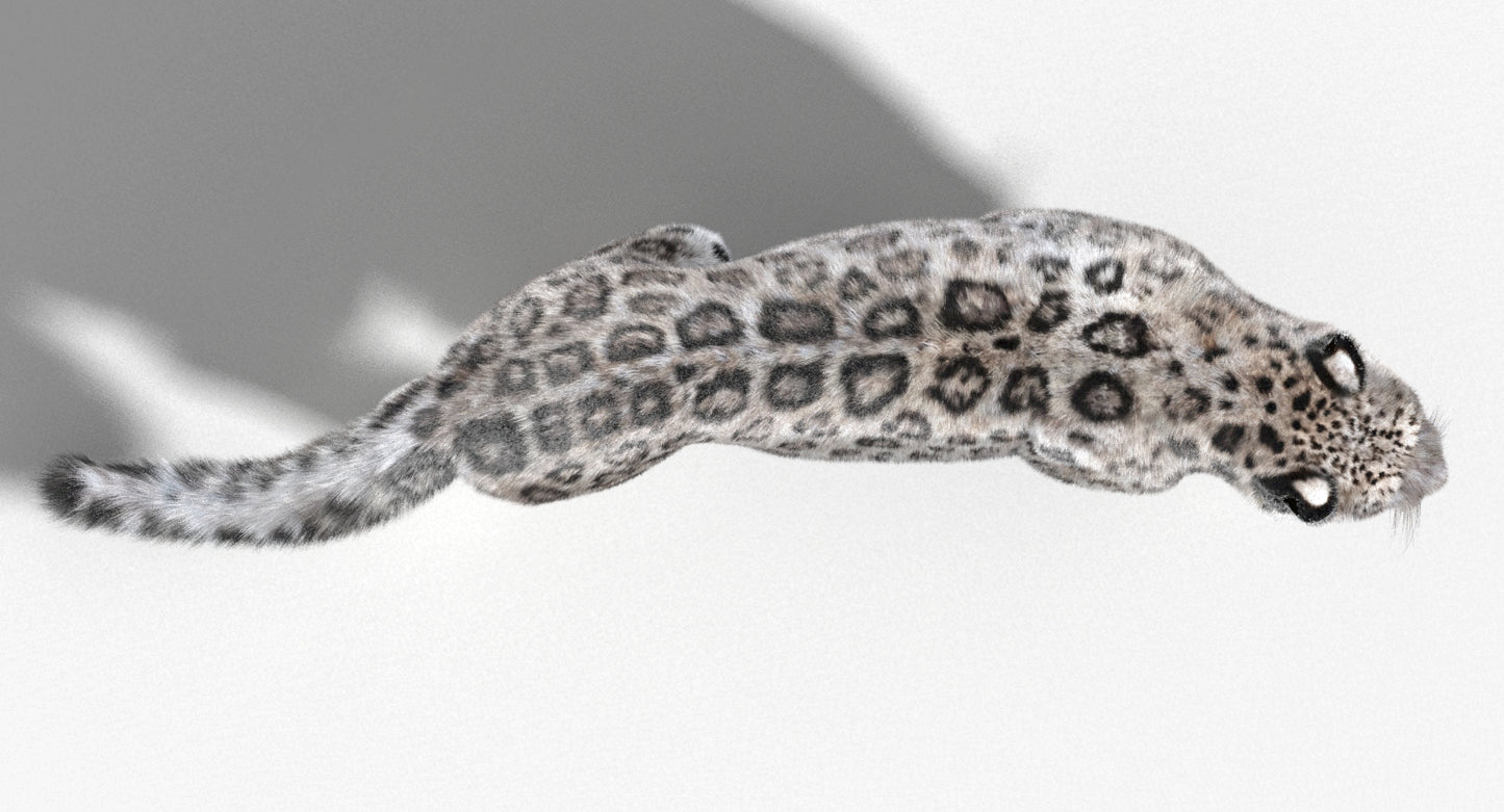 Snow Leopard 3D Model Animated with Fur