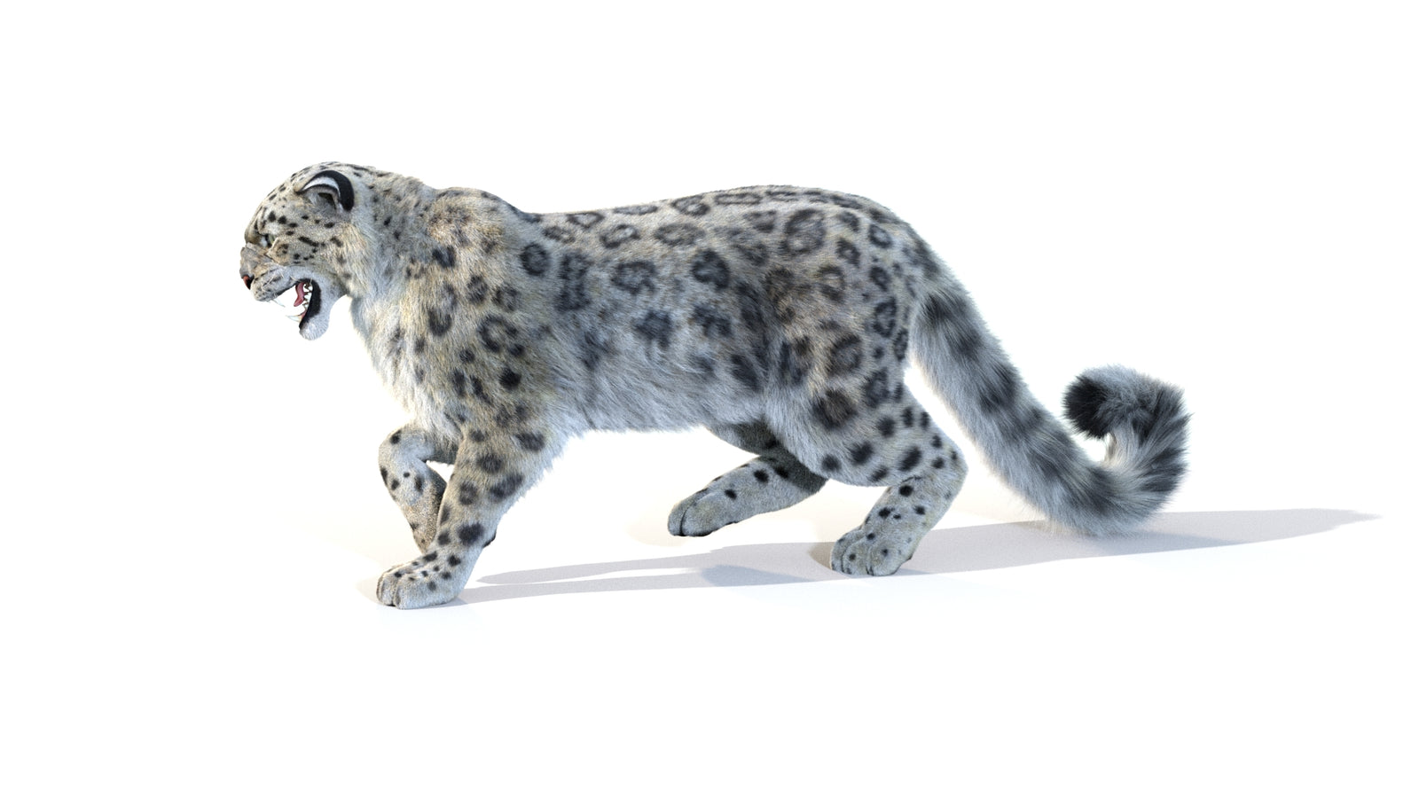 Animated Snow Leopard 3D Model Fur 360° view 1 frame 2