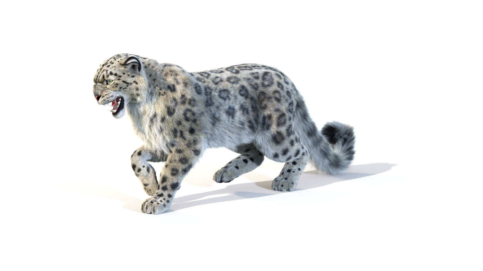 Animated Snow Leopard 3D Model Fur 360° view 1 frame 4