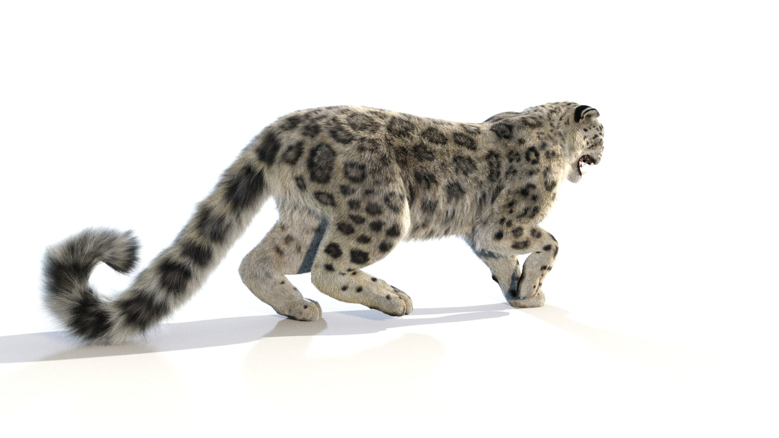 Animated Snow Leopard 3D Model Fur 360° view 1 frame 19