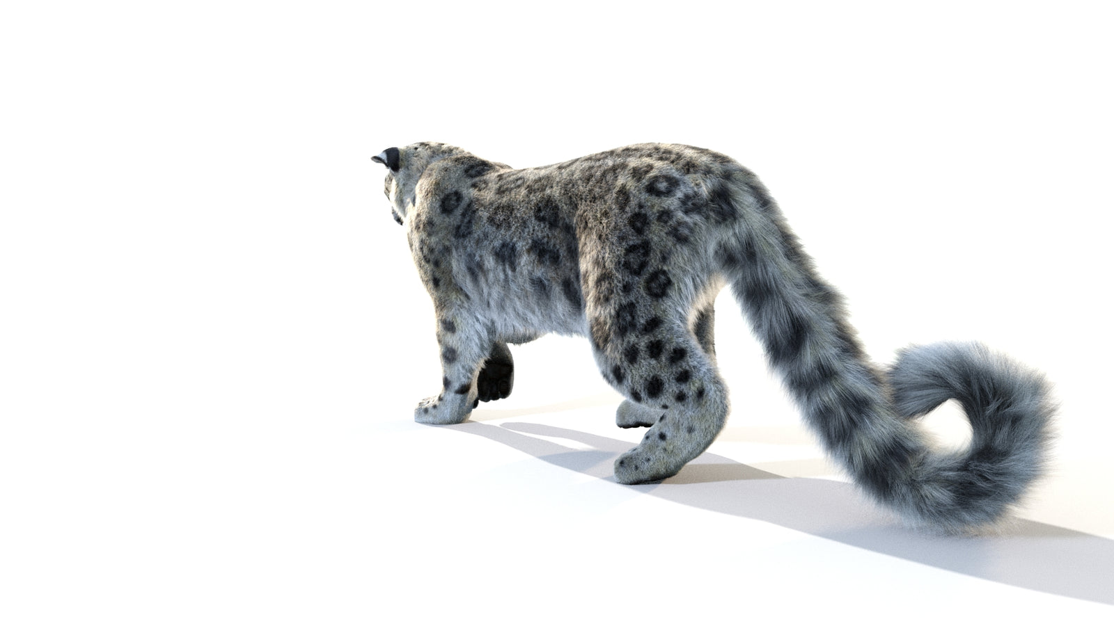 Animated Snow Leopard 3D Model Fur 360° view 1 frame 30