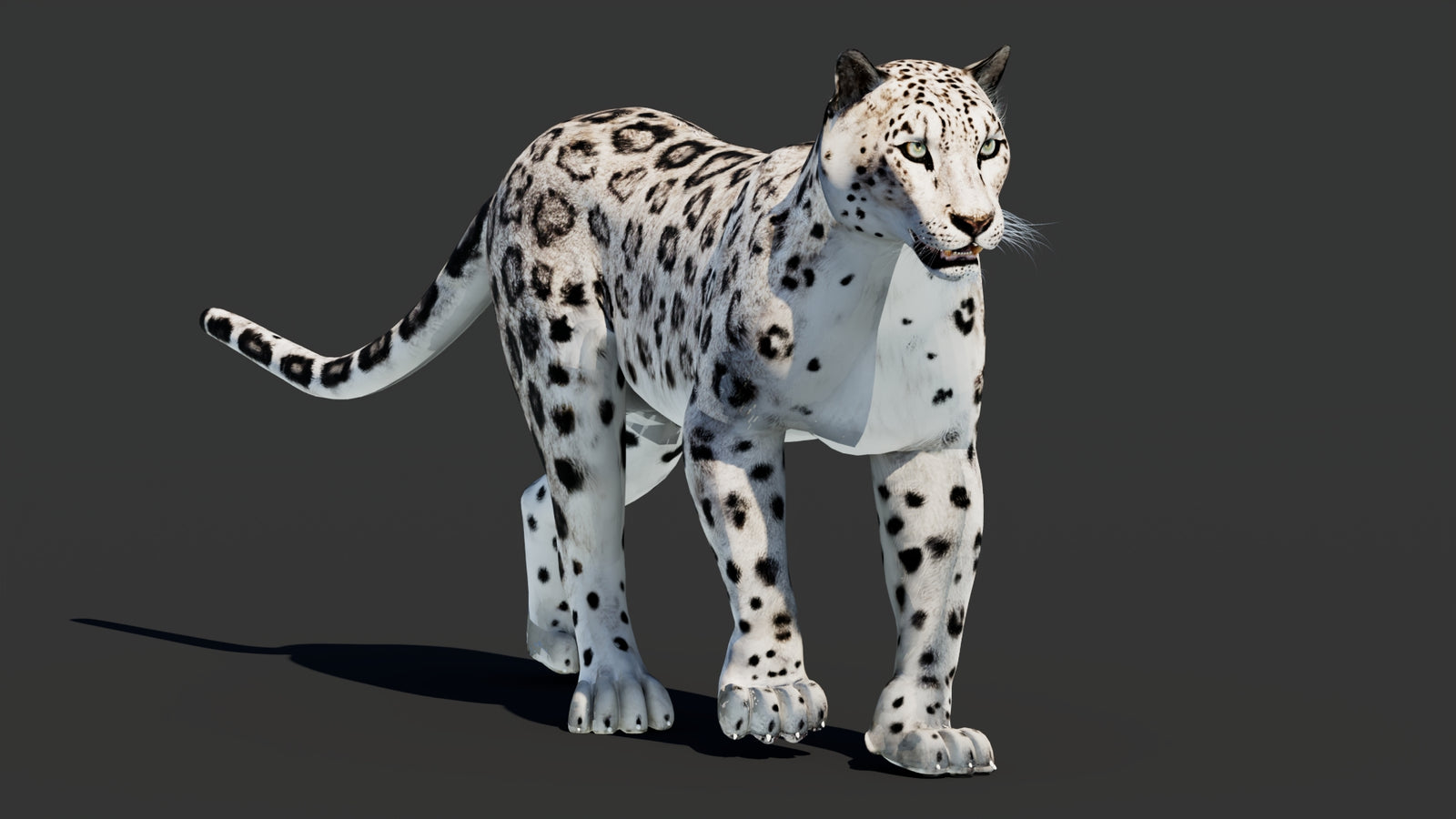 Snow Leopard 3D Model Animated 360° view 2 frame 2