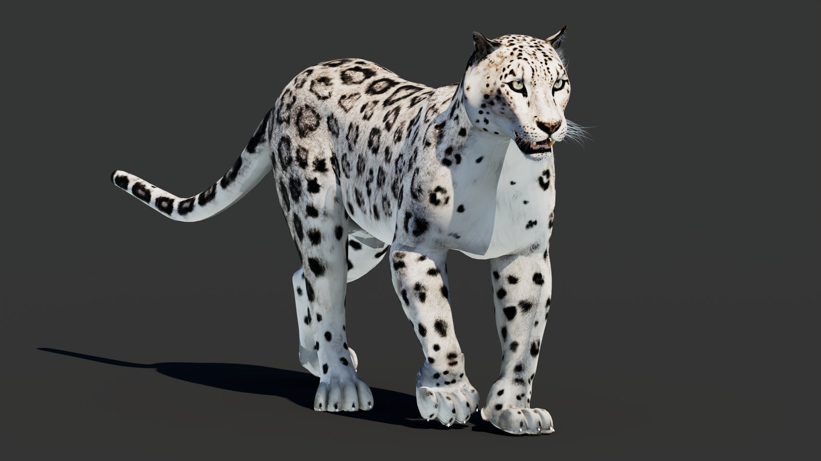 Snow Leopard 3D Model Animated 360° view 2 frame 4