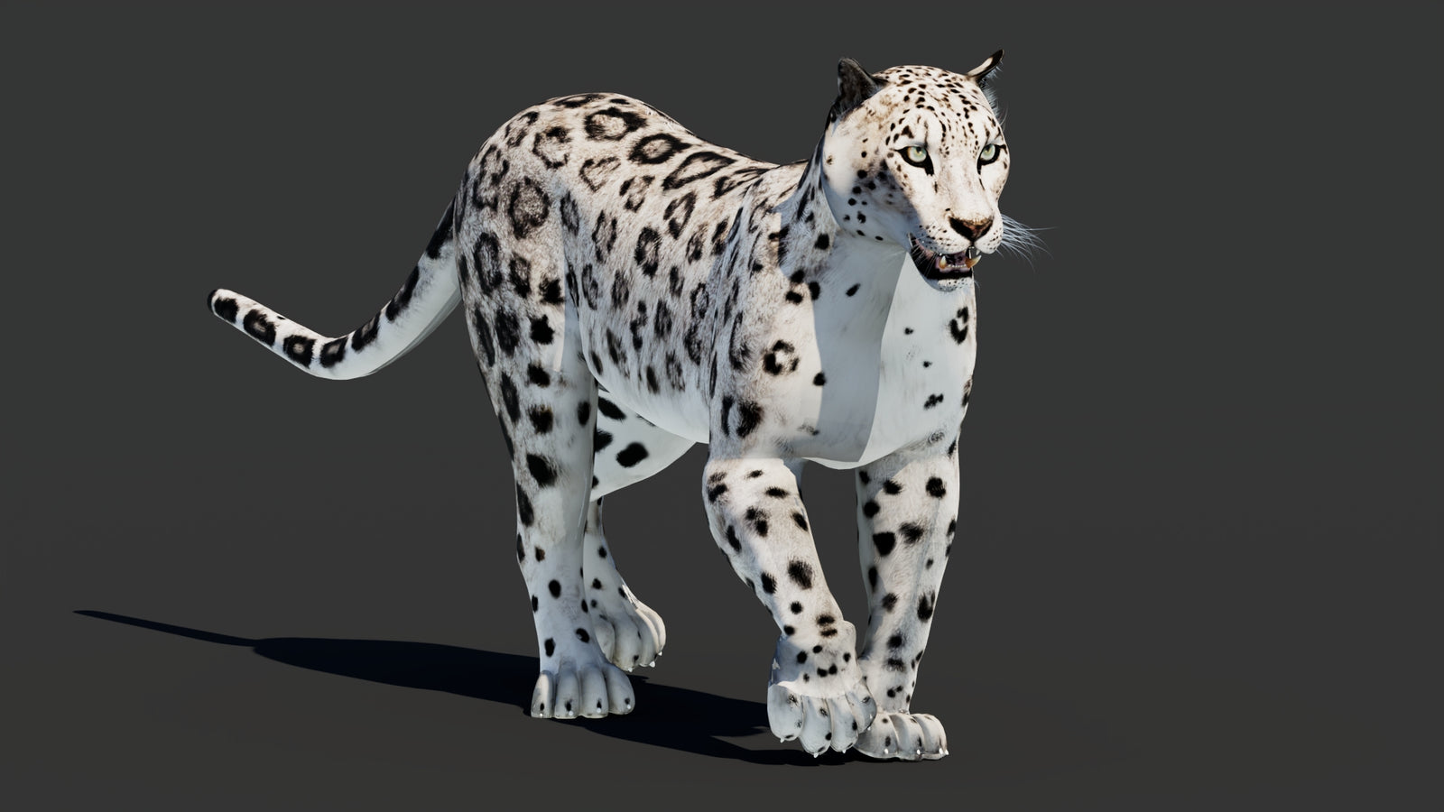 Snow Leopard 3D Model Animated 360° view 2 frame 8