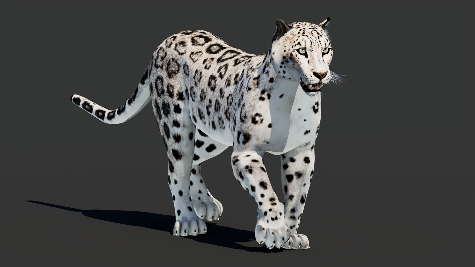 Snow Leopard 3D Model Animated 360° view 2 frame 9