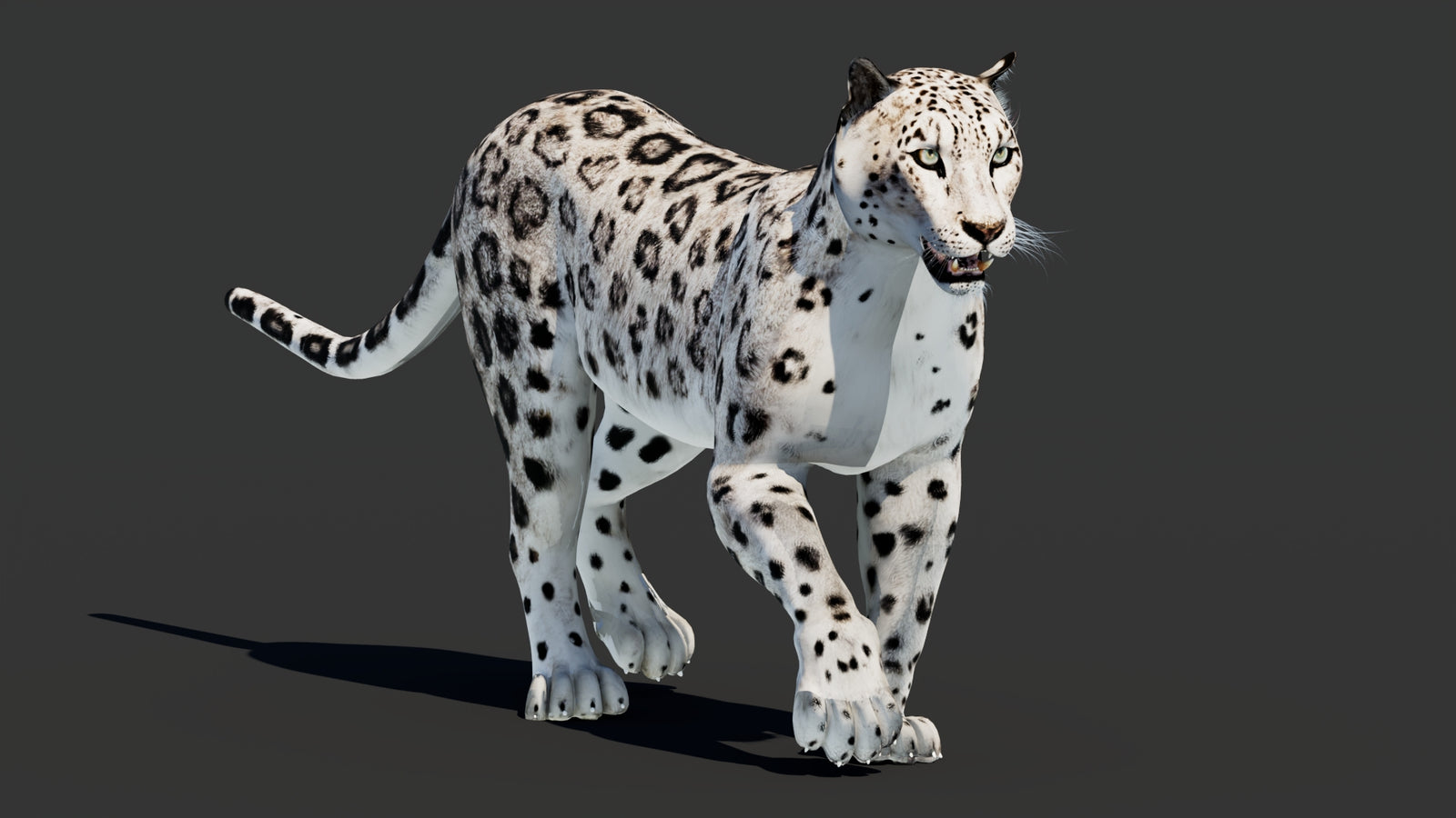 Snow Leopard 3D Model Animated 360° view 2 frame 10