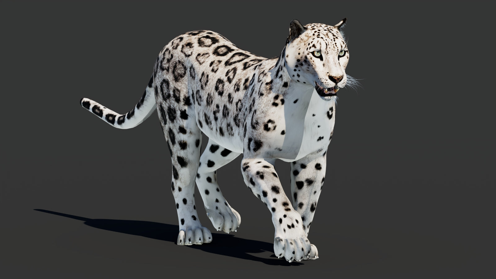 Snow Leopard 3D Model Animated 360° view 2 frame 11