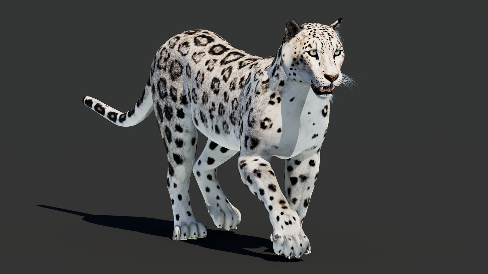 Snow Leopard 3D Model Animated 360° view 2 frame 12